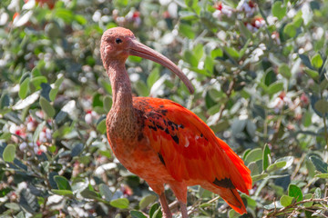 Scarlet Ibis