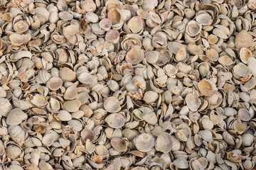 broken shell background