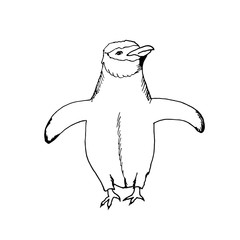 hand draw a penguin in the style of the sketch to design cards