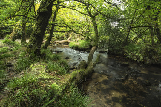 Stunning landscape iamge of river flowing through lush green for