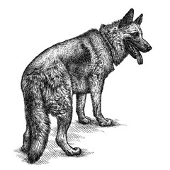 engrave dog illustration 