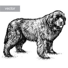 engrave dog illustration 