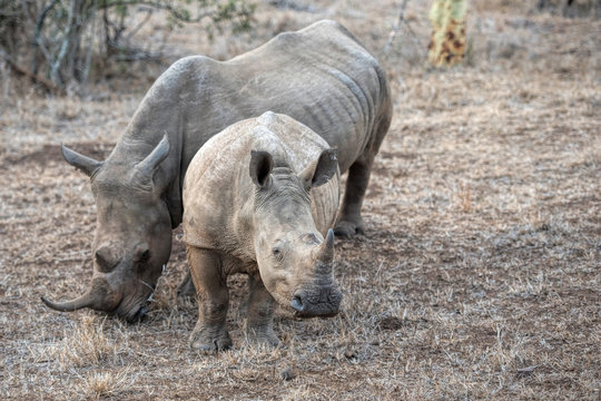 white rhino