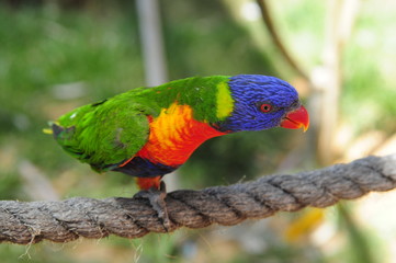 The Rainbow Lorikeet 