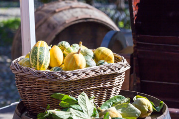 colored pumpkins in the basket