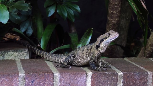 A close static shot of water dragon lizard