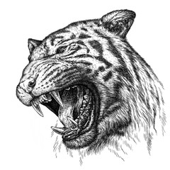 engrave tiger illustration