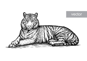 engrave tiger illustration