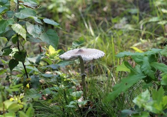 Гриб-зонтик пёстрый (Macrolepiota procera) 