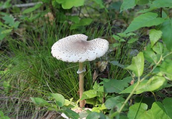 Гриб-зонтик пёстрый (Macrolepiota procera) на лесной поляне