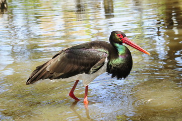 The Black Stork standing in the wated