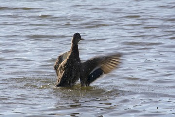 big duck flap its wings