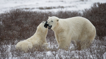 Fototapeta na wymiar Two polar bears playing with each other in the tundra. Canada. An excellent illustration.