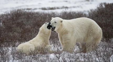 Papier Peint photo autocollant Ours polaire Two polar bears playing with each other in the tundra. Canada. An excellent illustration.