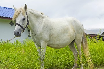 white Horse on grassland