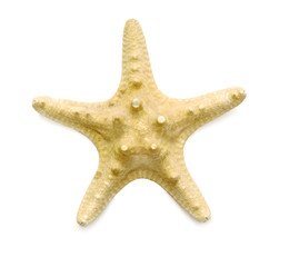 starfish over white