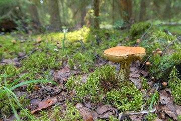 The fungus grows on moss