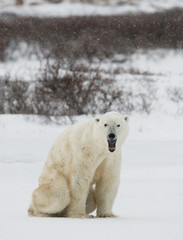Fototapeta na wymiar Polar bear sitting in the snow on the tundra. Canada. Churchill National Park. An excellent illustration.