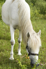 white Horse on grassland
