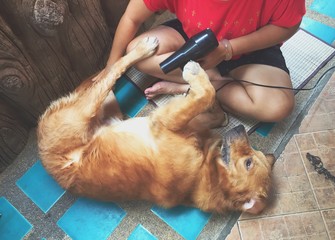 dog hair dryer