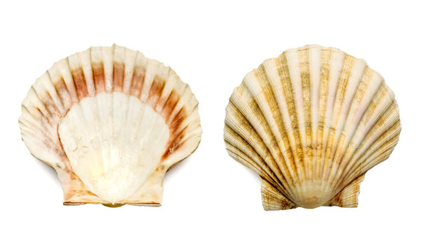 scallop shell, internal part