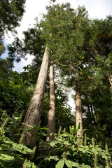 Fototapeta premium Bosque Azores