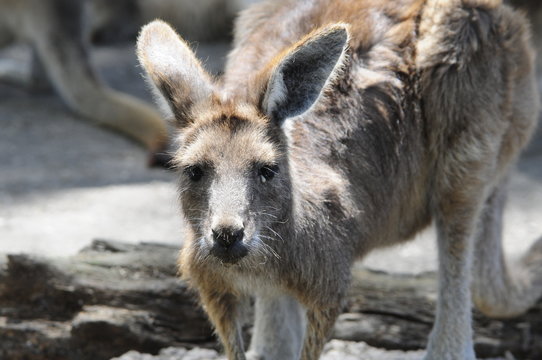 Portrait of kangaroo