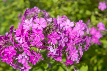 Fototapeta premium Phlox