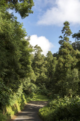 Bosque Azores