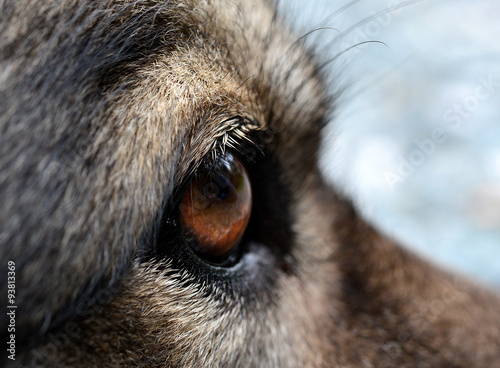 "Hunde Auge Wimpern Nahaufnahme" Stockfotos und lizenzfreie Bilder auf