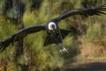 Andean condor