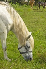 white horse on grassland