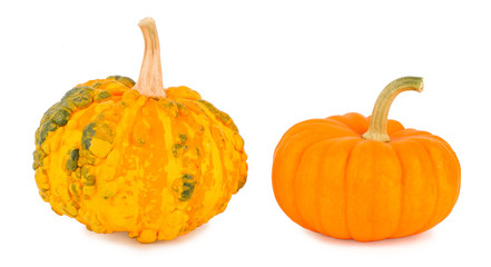 Pumpkins on a white background, pumpkins on white the isolated 