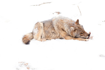 Wolf eating meat on the snow