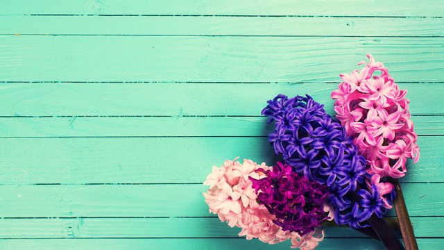Fototapeta Background with hyacinths on green painted wooden planks.