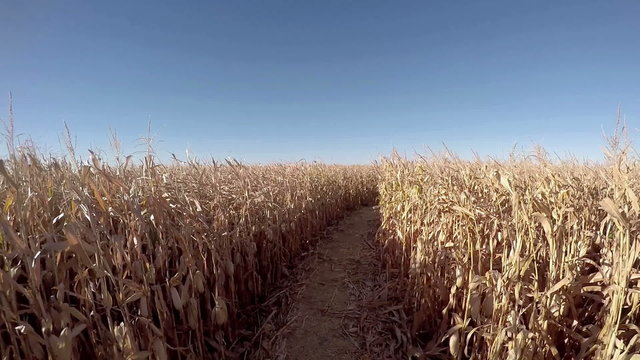 Path leading into a corm Maze