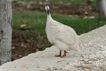 Weißes Perlhuhn auf natürlichem Untergrund