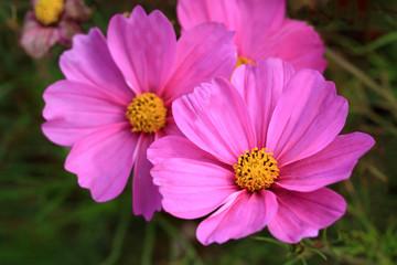 Pink delicate Cosmos flower