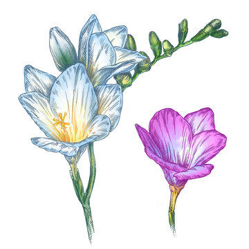 engrave flower illustration
