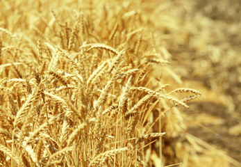 Beautiful summer field