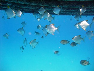 Fishes underwater off Redang island, Terengganu, Malaysia
