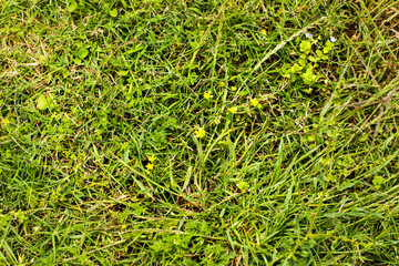 Top view of green grass with small yellow flowers