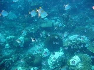 Fishes underwater off Redang island, Terengganu, Malaysia

