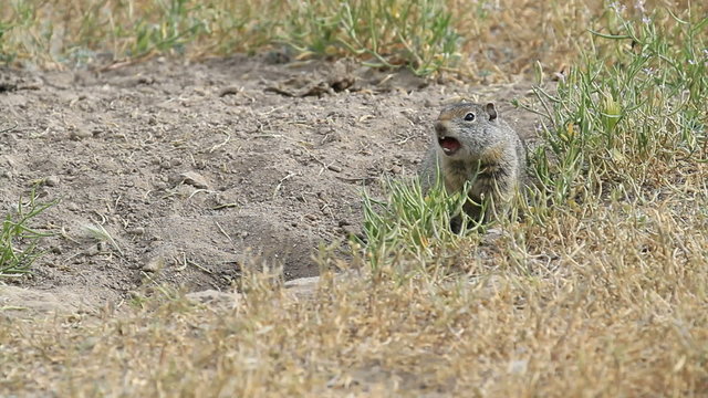 Prairie dog whistling by burrow P HD 0829