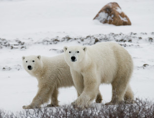 Obraz na płótnie Canvas Polar bear with a cubs in the tundra. Canada. An excellent illustration.