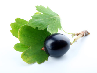 Wild black currant with green leaves isolated on white