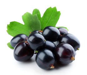 Wild black currant with green leaves isolated on white