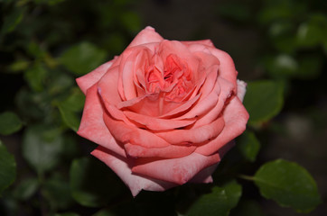 The rose