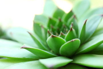 Beautiful succulent plant close up