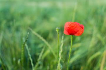 Poppy field